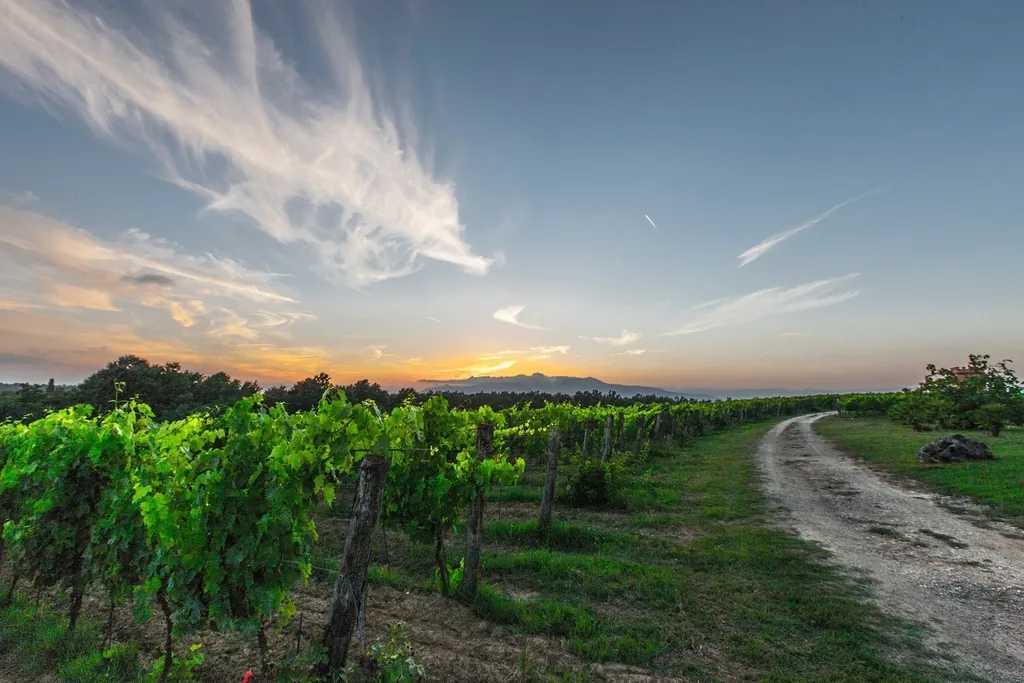 vineyard tuscany